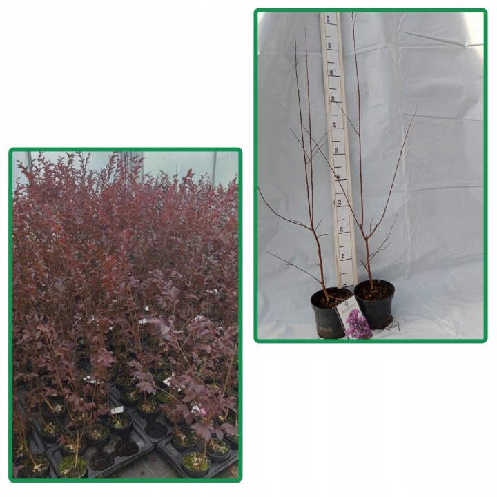 Lagerstroemia indyjska Black Diamond PURELY PURPLE sadzonki FIOLETOWE Hit!