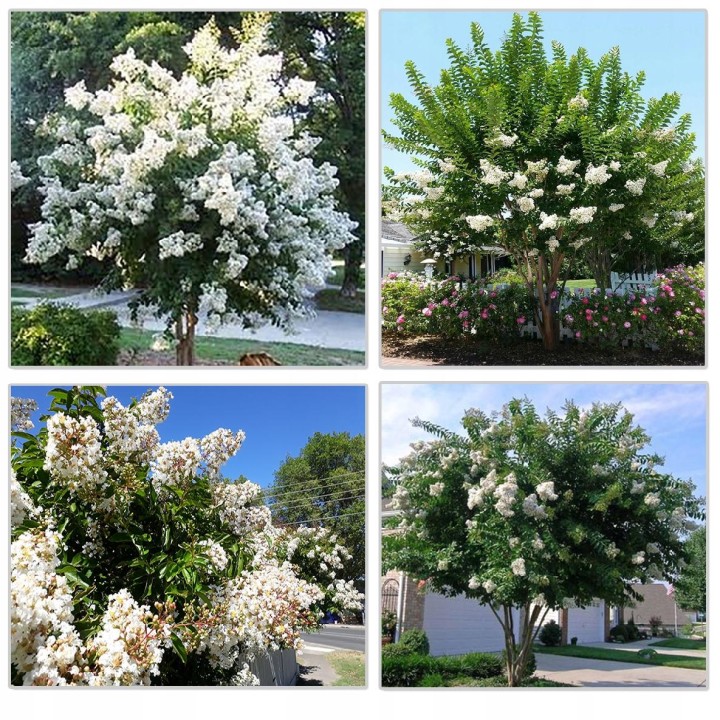 Lagerstroemia indyjska sadzonki czerwone BEZ POŁUDNIA 60 CM