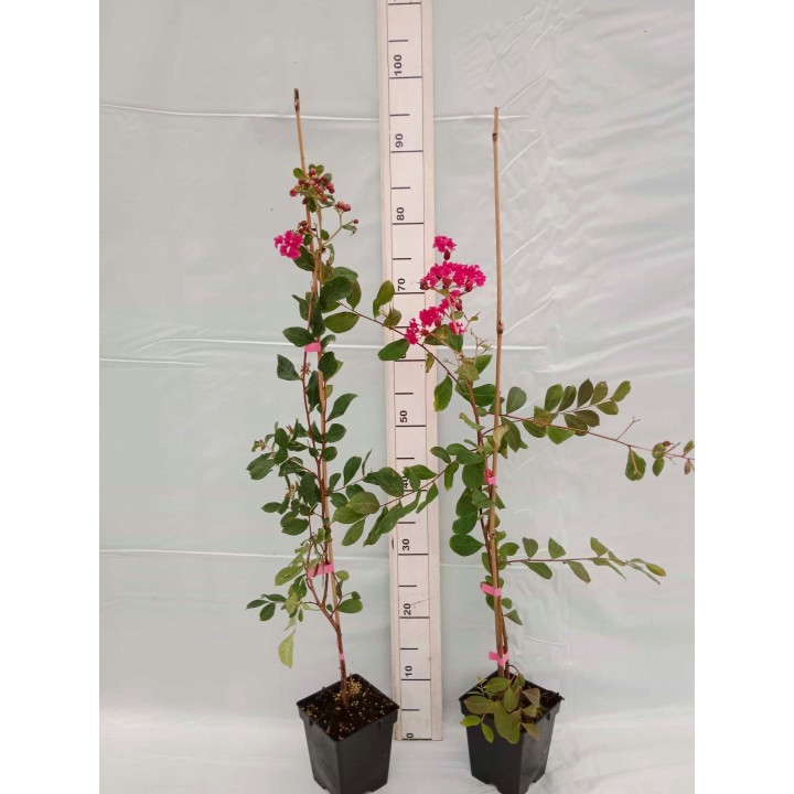 Lagerstroemia indyjska sadzonki czerwone BEZ POŁUDNIA 60 CM
