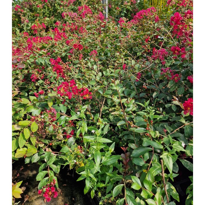 Lagerstroemia indyjska sadzonki czerwone BEZ POŁUDNIA 60 CM