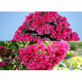 Lagerstroemia indyjska różowa sadzonki Kwitnące