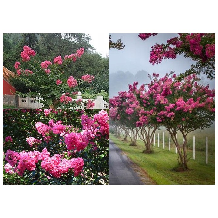 Lagerstroemia indyjska różowa sadzonki Kwitnące