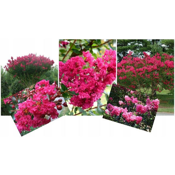 Lagerstroemia indyjska różowa sadzonki Kwitnące