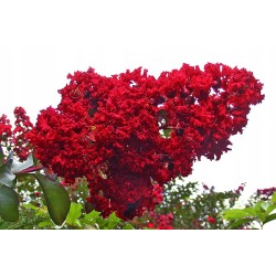 Lagerstroemia indyjska czerwona Kwitnący Bez Południa