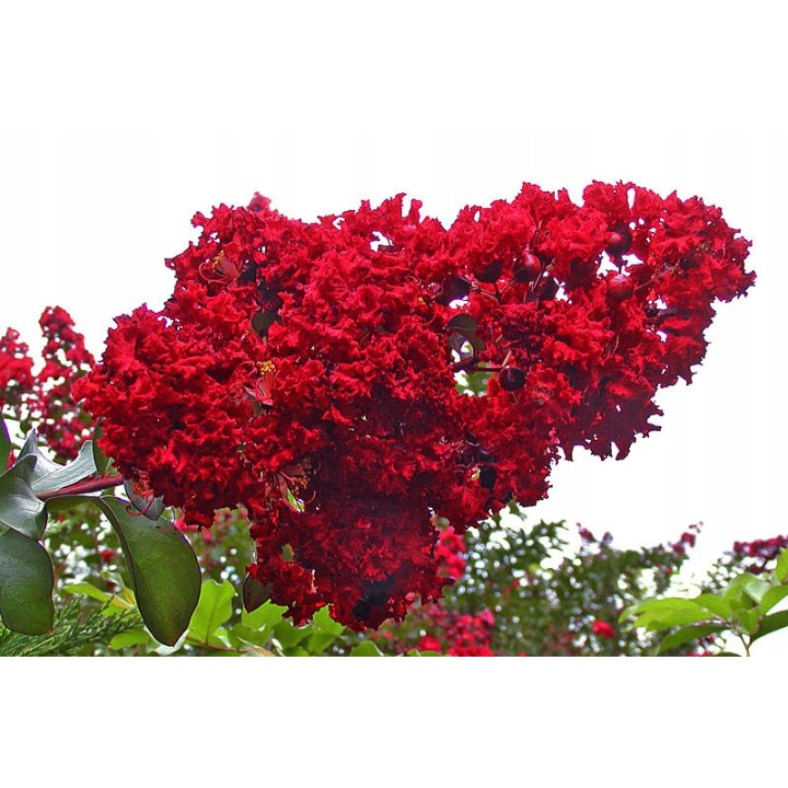 Lagerstroemia indyjska czerwona Kwitnący Bez Południa