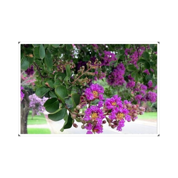 Lagerstroemia indyjska czerwona Kwitnący Bez Południa