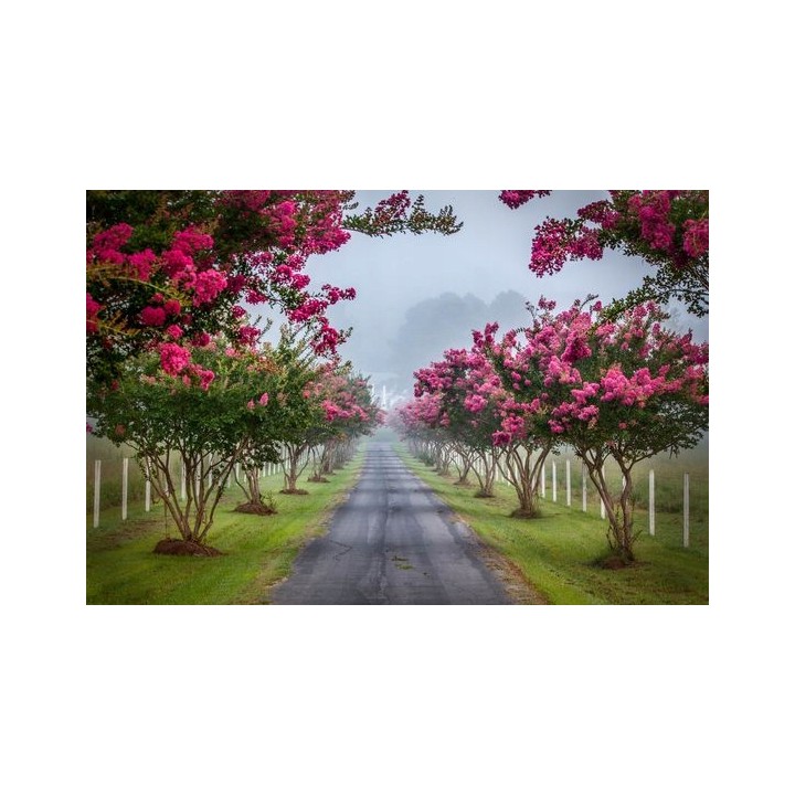 Lagerstroemia indyjska różowa sadzonki Kwitnące