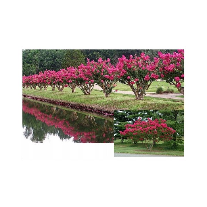 Lagerstroemia indyjska różowa sadzonki Kwitnące