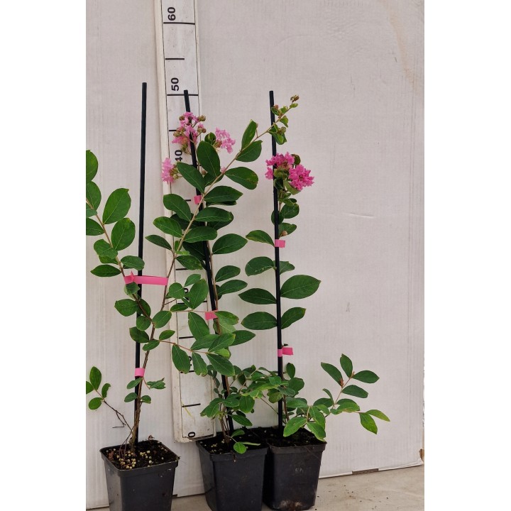 Lagerstroemia indyjska różowa sadzonki Kwitnące