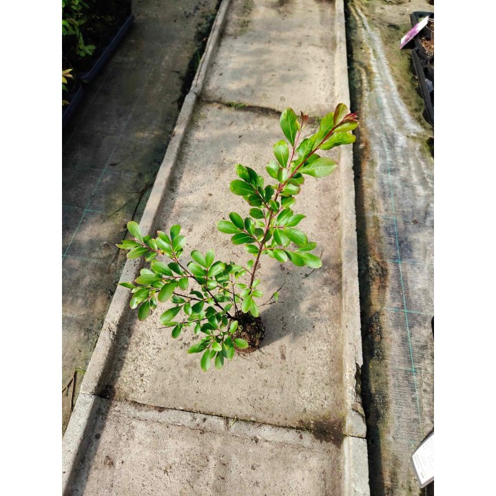 Lagerstroemia indyjska czerwona Kwitnący Bez Południa