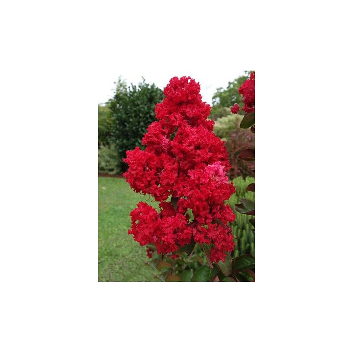Lagerstroemia Petite Red sadzonki BEZ POŁUDNIA