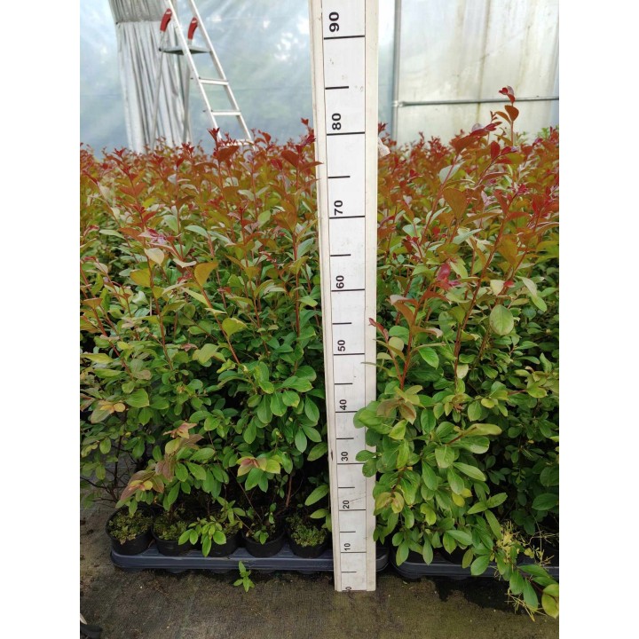 Lagerstroemia indyjska czerwona Kwitnący Bez Południa