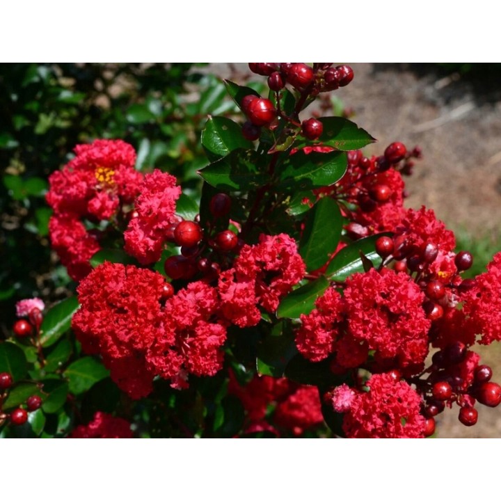 Lagerstroemia Petite Red sadzonki BEZ POŁUDNIA