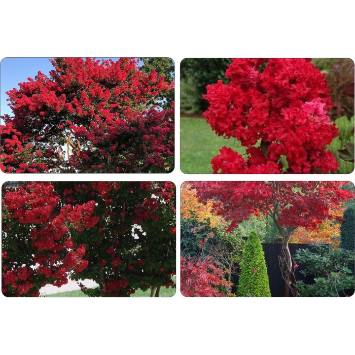 Lagerstroemia Petite Red sadzonki BEZ POŁUDNIA