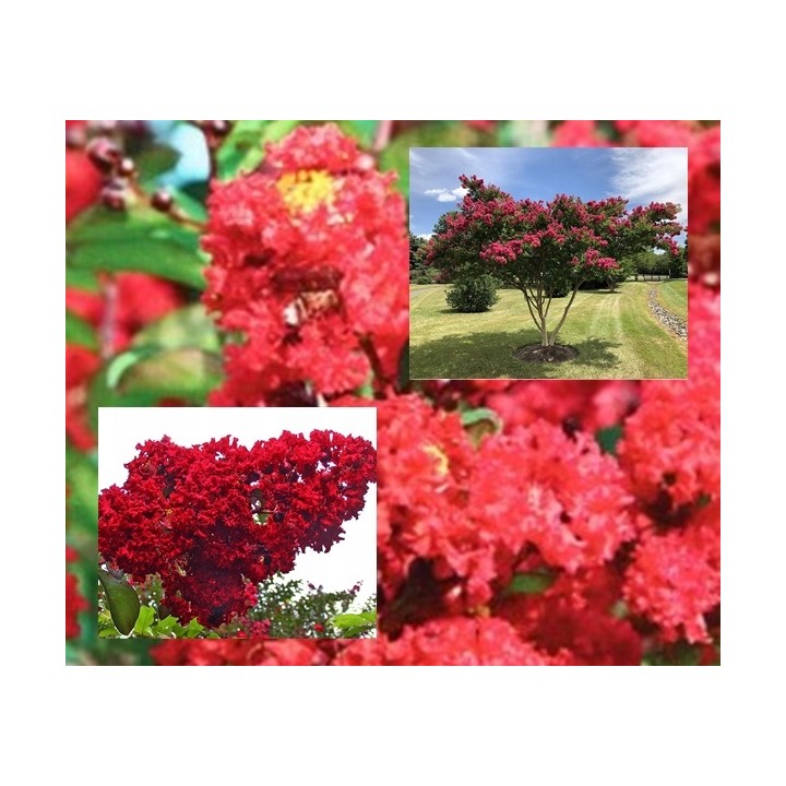 Lagerstroemia indyjska czerwona Kwitnący Bez Południa