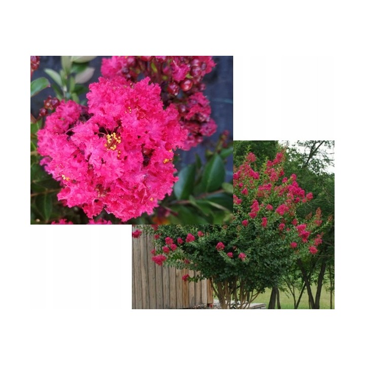 Lagerstroemia indyjska czerwona Kwitnący Bez Południa