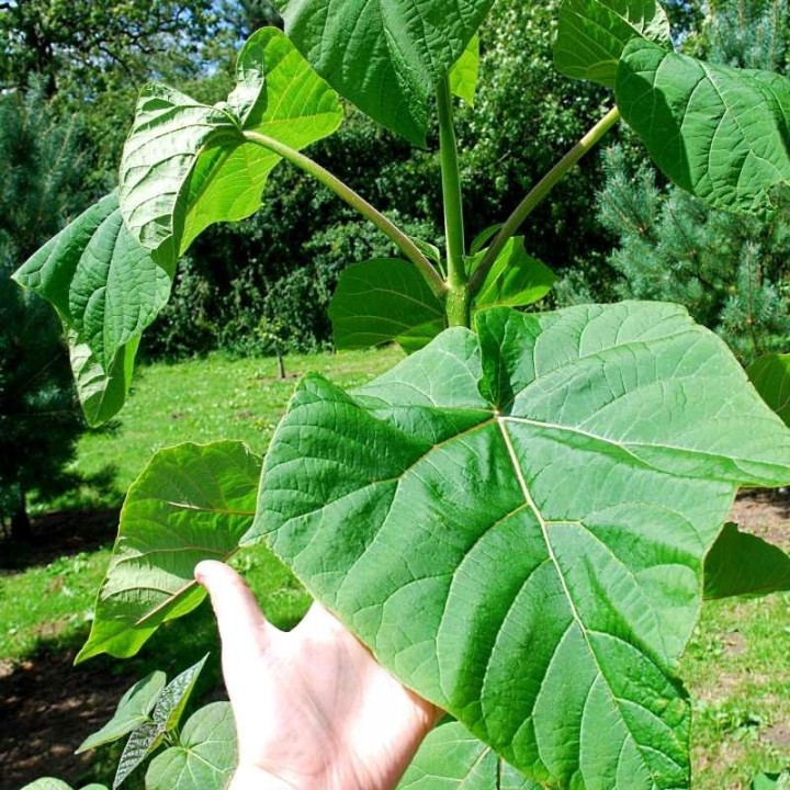 Paulownia Cesarska – Szybkorosnąca sadzonka 50–70 cm (P9) „Drzewo Tlenowe”