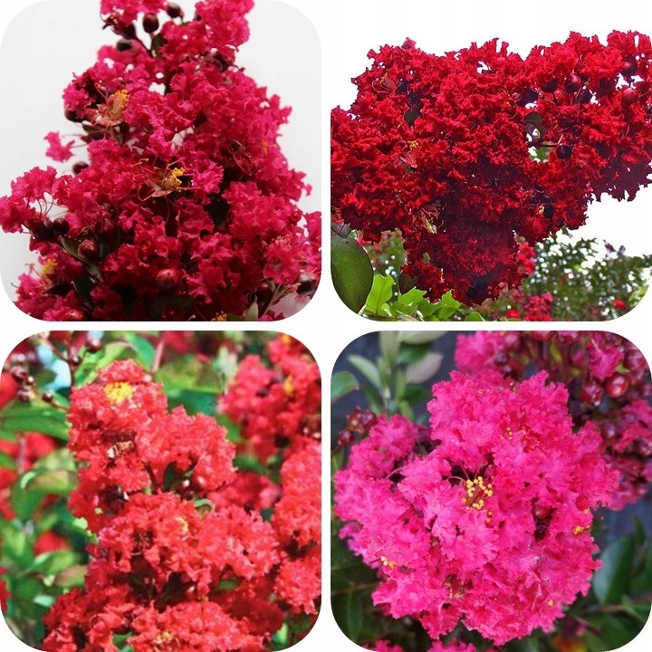 Lagerstroemia indyjska czerwona Kwitnący Bez Południa