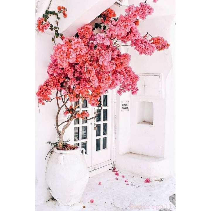 Lagerstroemia sadzonki różowe BEZ POŁUDNIA 40CM