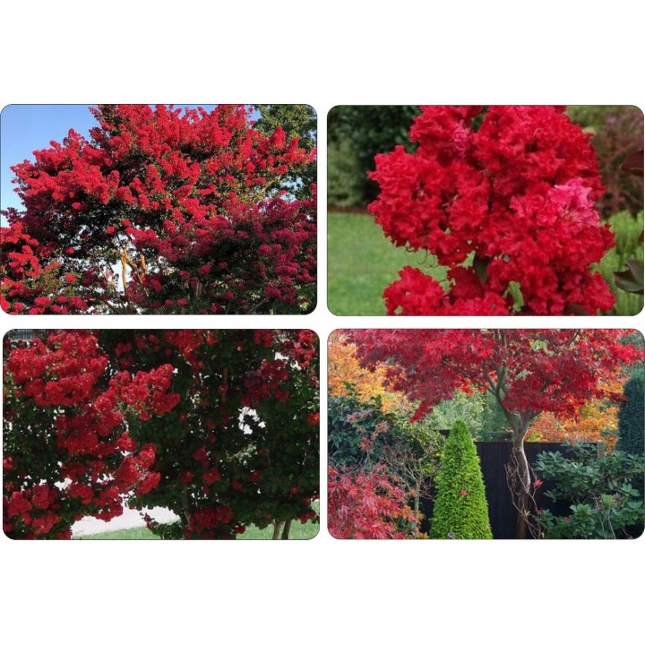 Lagerstroemia Petite Red sadzonki BEZ POŁUDNIA