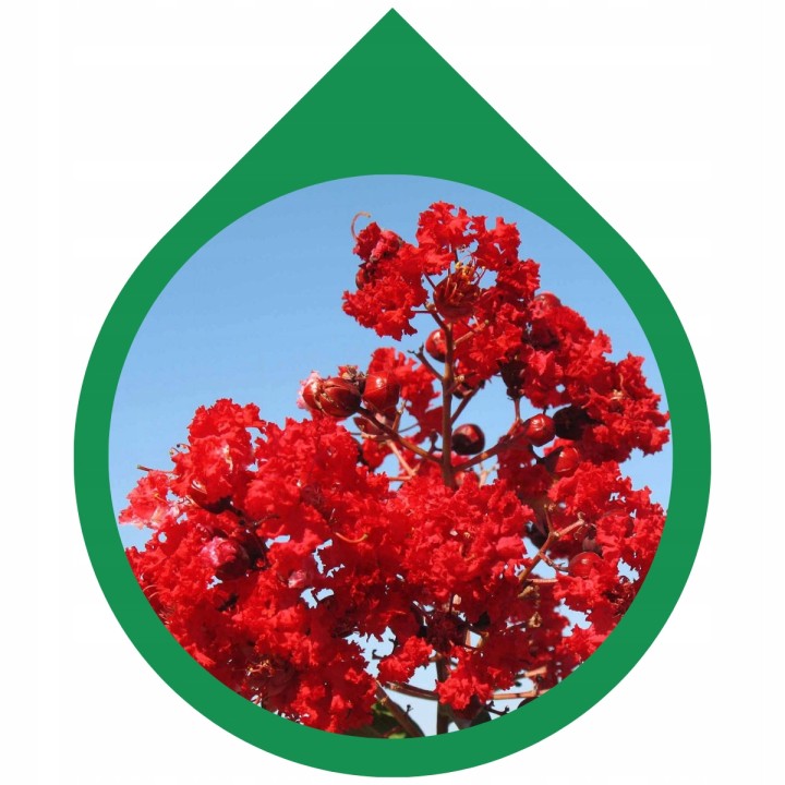 Lagerstroemia indyjska czerwona Kwitnący Bez Południa