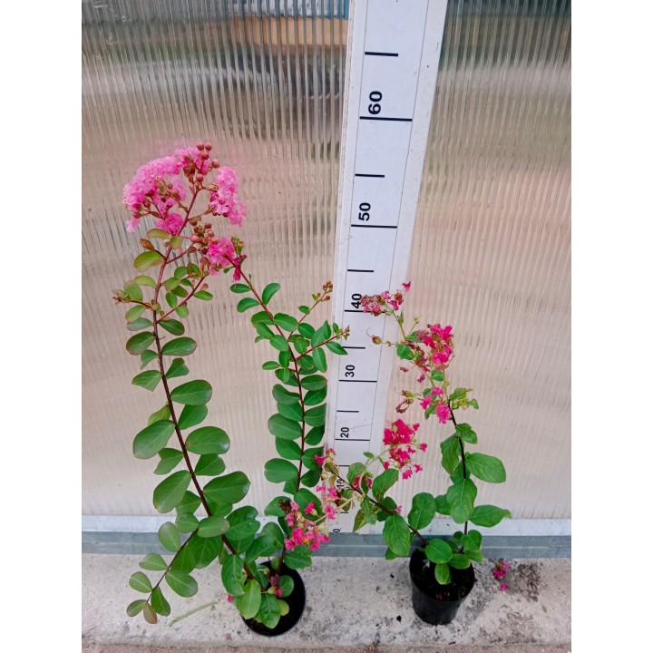 Lagerstroemia sadzonki różowe BEZ POŁUDNIA 40CM