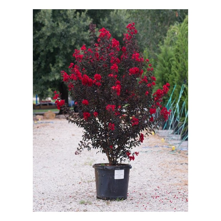 Lagerstroemia Petite Red sadzonki BEZ POŁUDNIA