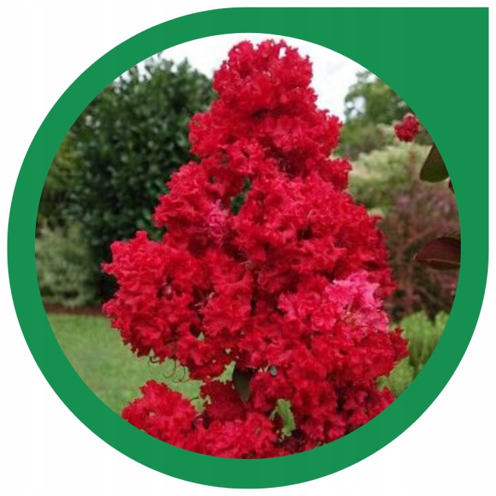 Lagerstroemia indyjska czerwona Kwitnący Bez Południa