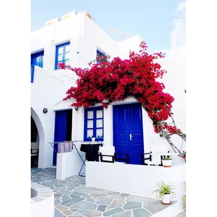 Lagerstroemia Petite Red sadzonki BEZ POŁUDNIA