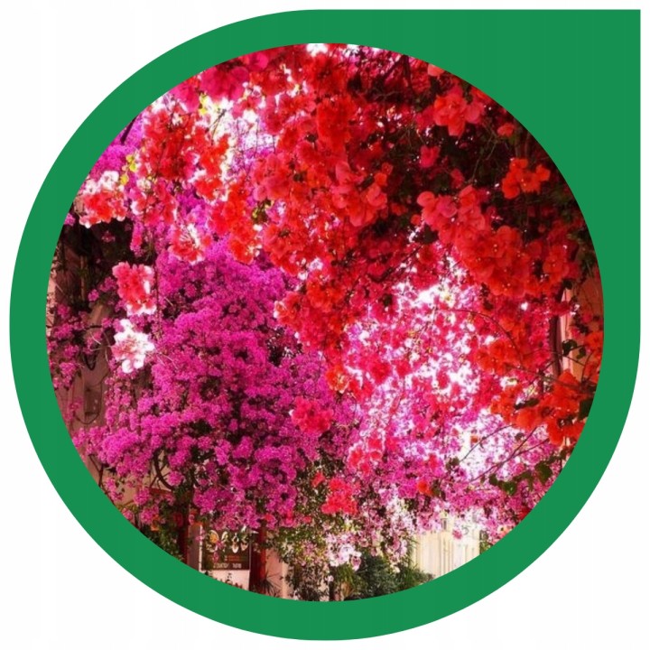 Lagerstroemia indyjska czerwona Kwitnący Bez Południa