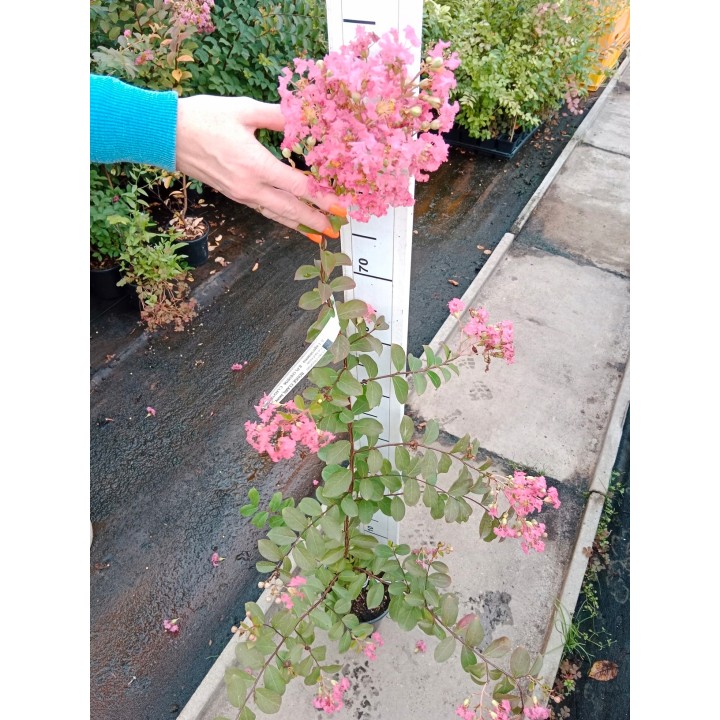 Lagerstroemia sadzonki różowe BEZ POŁUDNIA 40CM