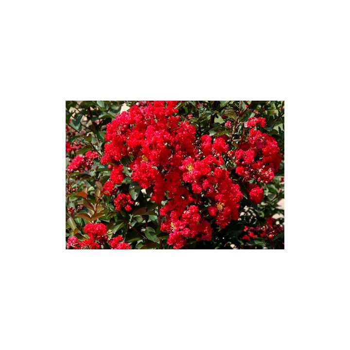 Lagerstroemia Petite Red sadzonki BEZ POŁUDNIA