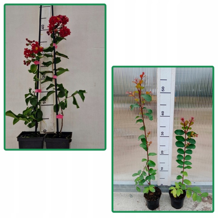 Lagerstroemia indyjska czerwona Kwitnący Bez Południa