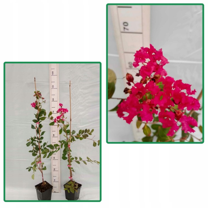 Lagerstroemia indyjska czerwona Kwitnący Bez Południa