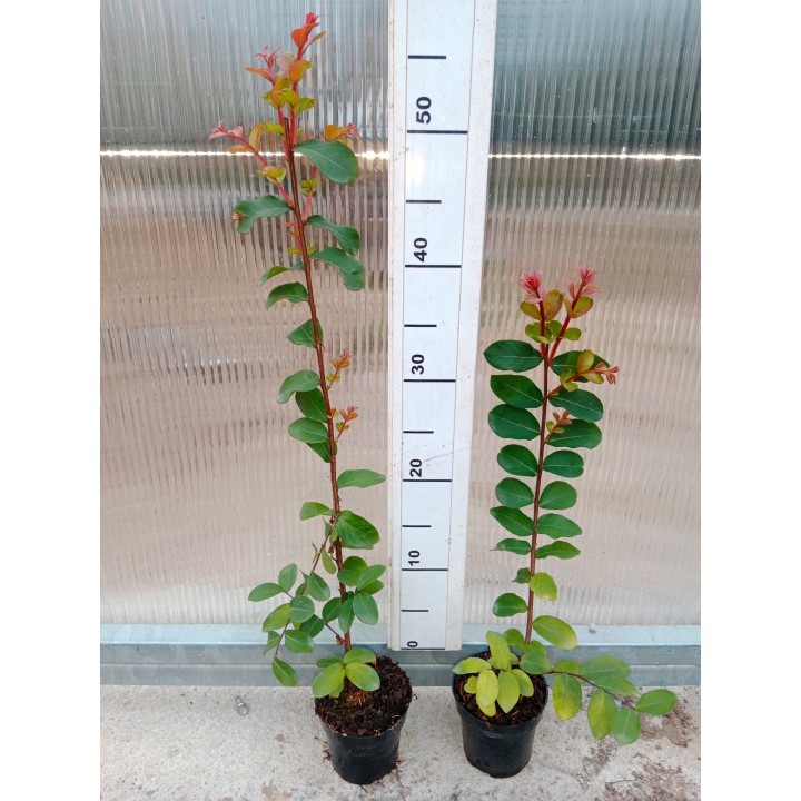 Lagerstroemia sadzonki różowe BEZ POŁUDNIA 40CM