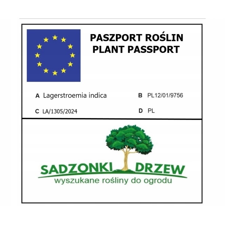 Lagerstroemia Petite Red sadzonki BEZ POŁUDNIA