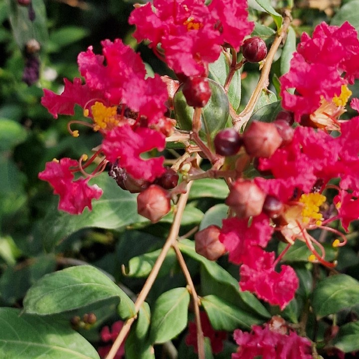 Lagerstroemia Petite Red sadzonki BEZ POŁUDNIA