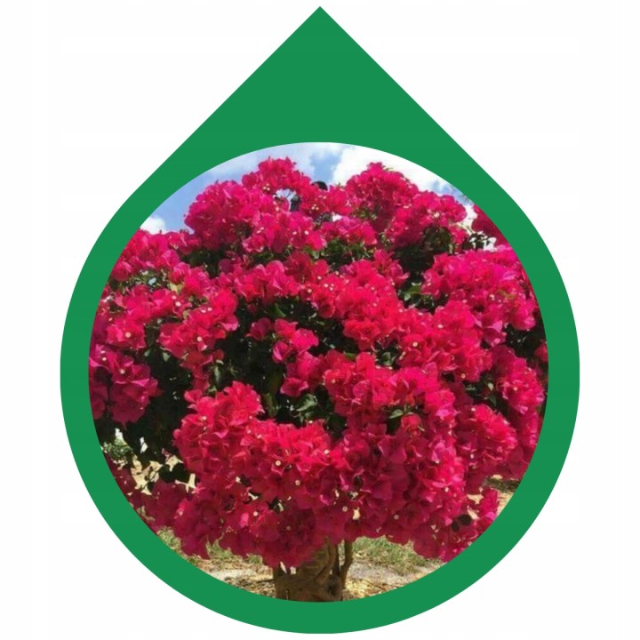 Lagerstroemia sadzonki różowe BEZ POŁUDNIA 40CM