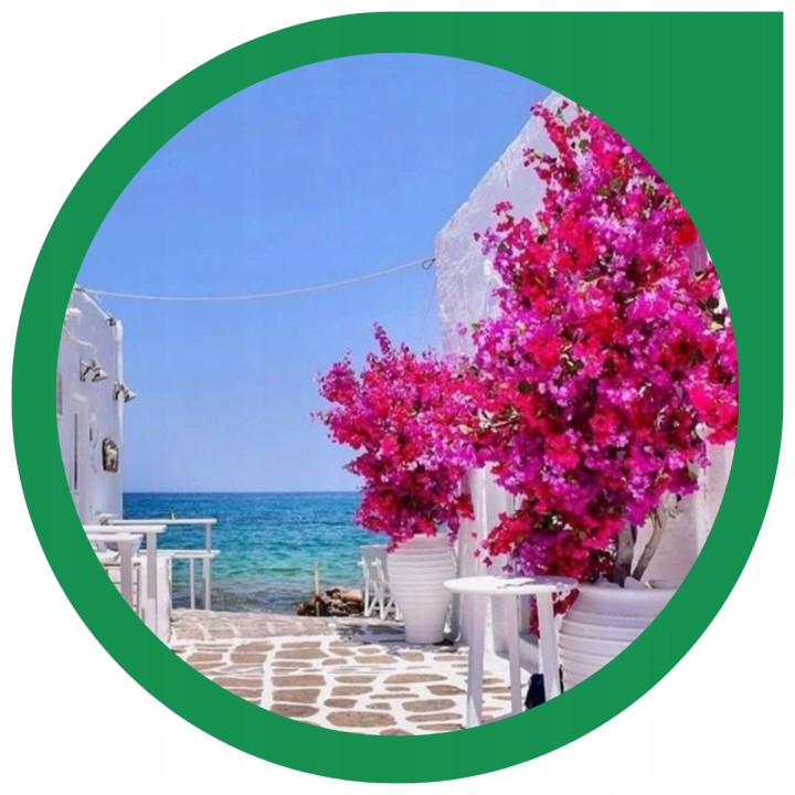 Lagerstroemia sadzonki różowe BEZ POŁUDNIA 40CM