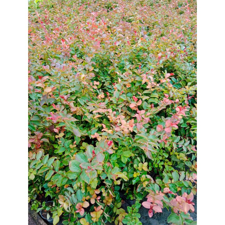 Lagerstroemia Petite Red sadzonki BEZ POŁUDNIA