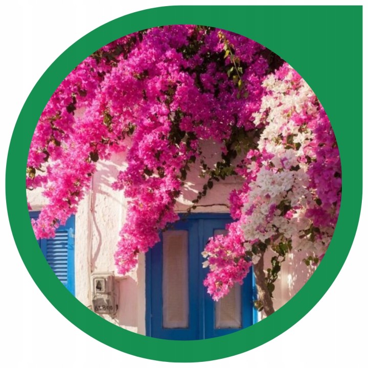 Lagerstroemia sadzonki różowe BEZ POŁUDNIA 40CM