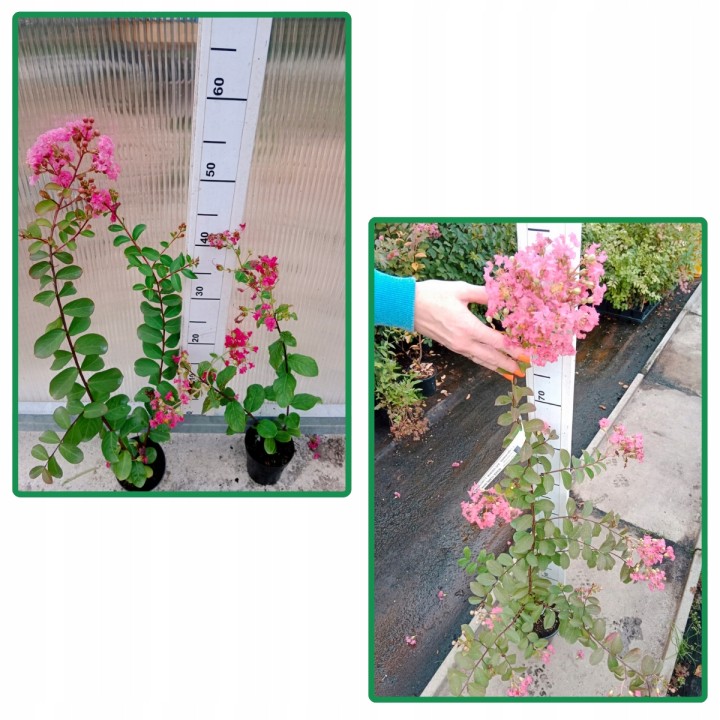 Lagerstroemia sadzonki różowe BEZ POŁUDNIA 40CM