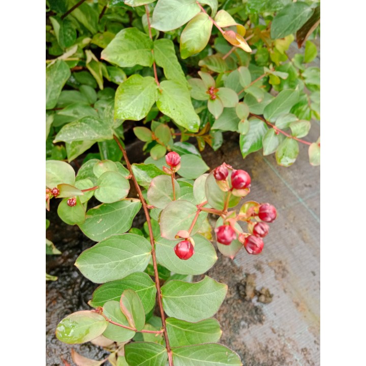 Lagerstroemia Petite Red sadzonki BEZ POŁUDNIA