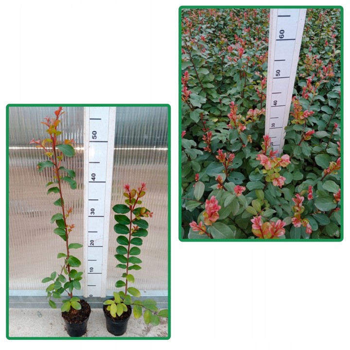 Lagerstroemia sadzonki różowe BEZ POŁUDNIA 40CM