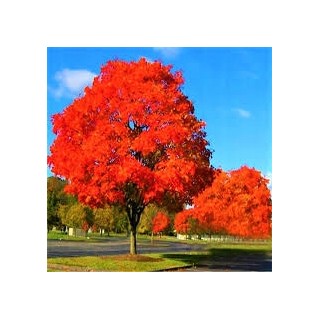 Dąb Czerwony Quercus rubra 10–12 cm – Sadzonka PREMIUM, Efektowne Czerwone Liście jesienią