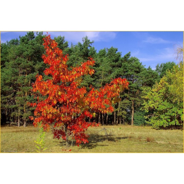 Dąb Czerwony Quercus rubra 10–12 cm – Sadzonka PREMIUM, Efektowne Czerwone Liście jesienią