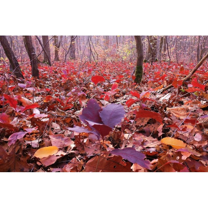 Dąb Czerwony Quercus rubra 10–12 cm – Sadzonka PREMIUM, Efektowne Czerwone Liście jesienią