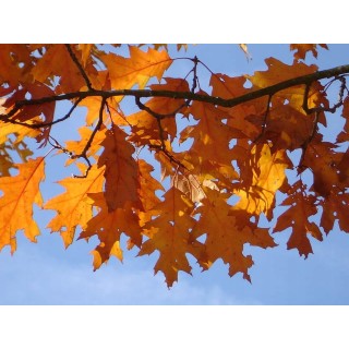 Pakiet 10x Dąb Czerwony Quercus rubra 6–8 cm – Sadzonki z gołym korzeniem, ozdobne, szybkorosnące