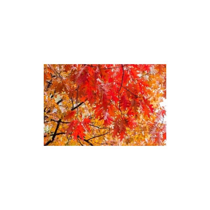 Dąb Czerwony Quercus rubra pakiet 10 szt. 6-8 cm - SadzonkiDrzew.pl