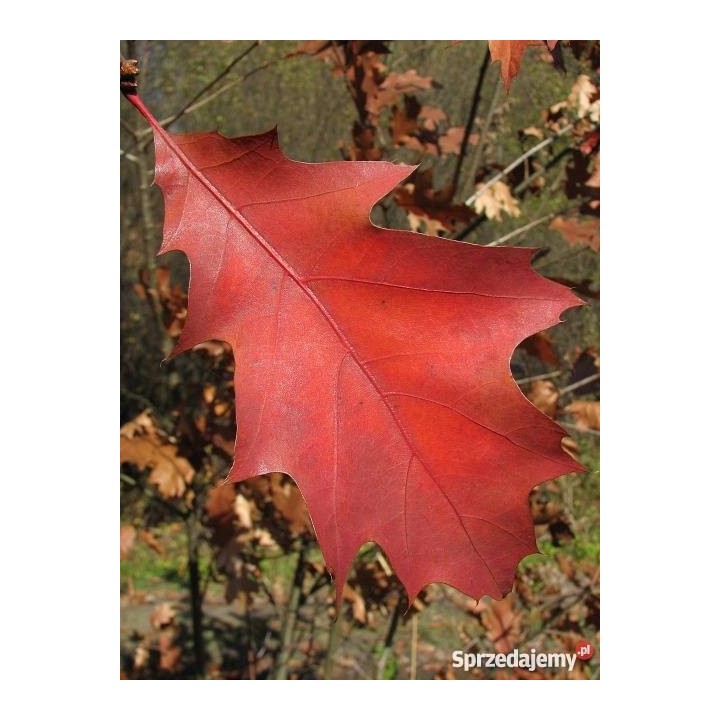 Dąb Czerwony Quercus rubra 10–12 cm – Sadzonka PREMIUM, Efektowne Czerwone Liście jesienią